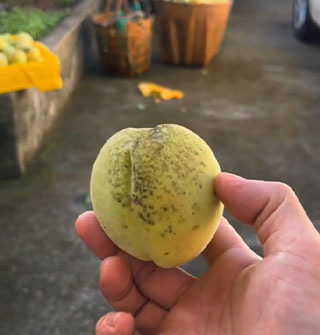 老底子奉化桃就长这样，斑点越多越正宗
