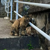 山间猫咪