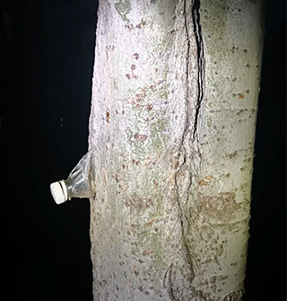 塑料瓶和树长在一起了，这才是生命的顽强